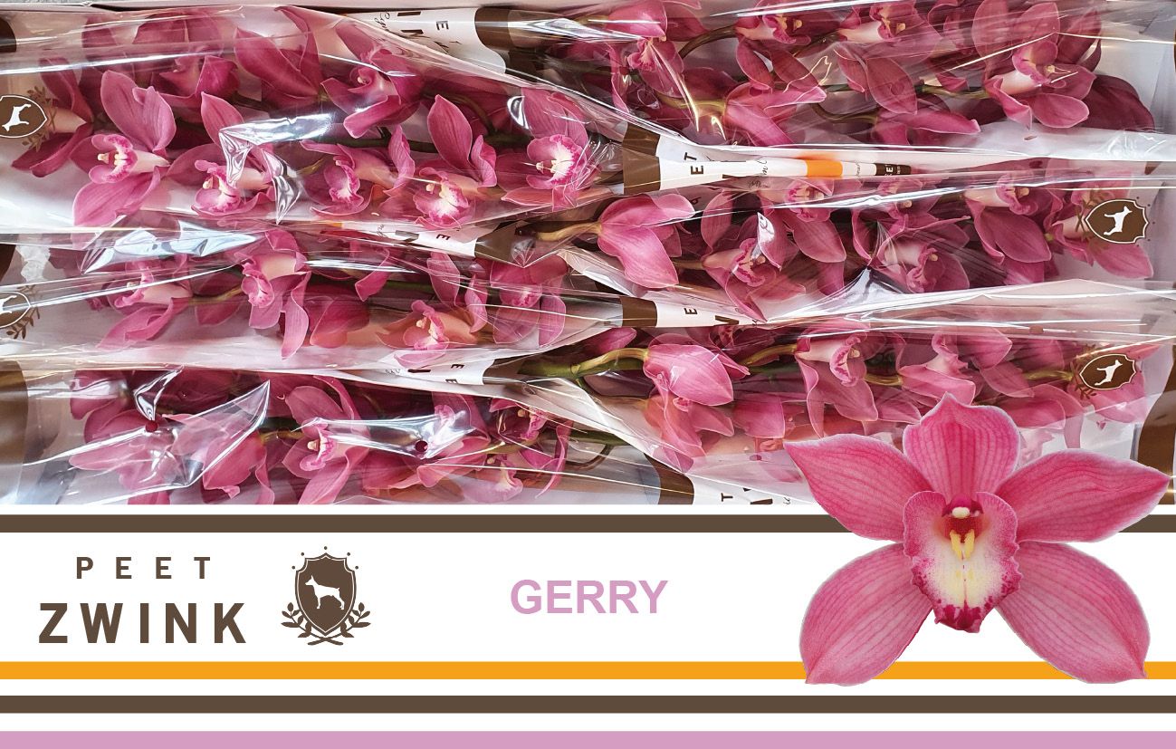 Cymbidium Gerry 12/15bl