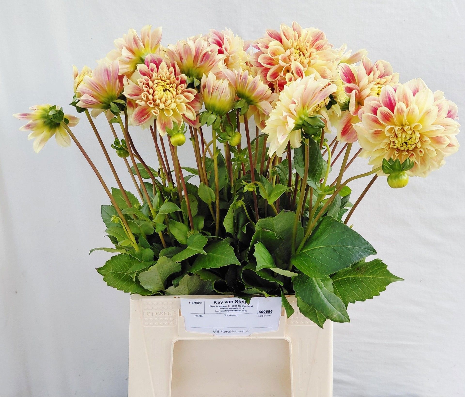 Dahlia 50cm
