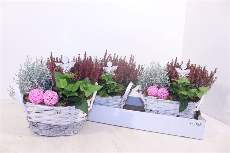 Arr Tuinplanten 22P 24cm