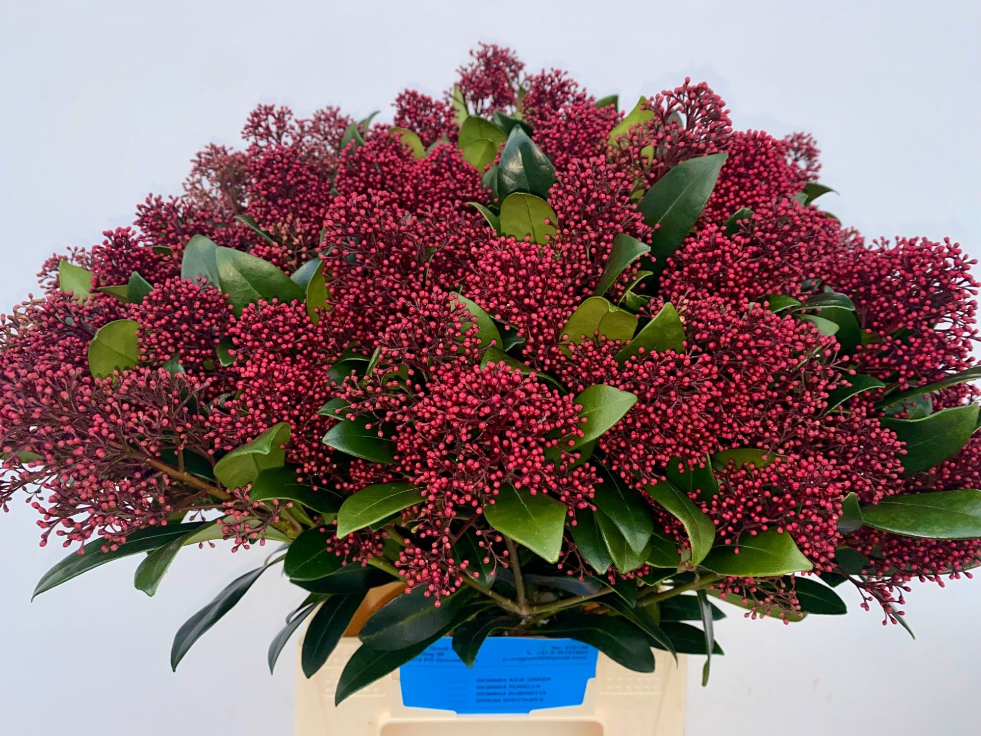 Skimmia Japonica Rubella 50cm