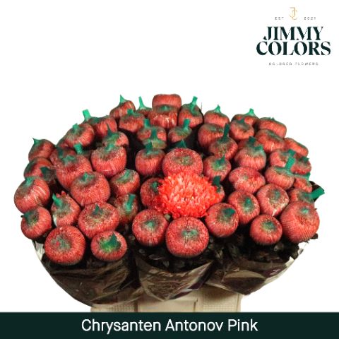 Chr G Antonov Pink