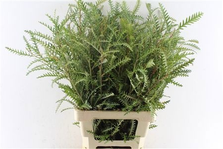 Grevillea Ivanhoe Bronze 70cm