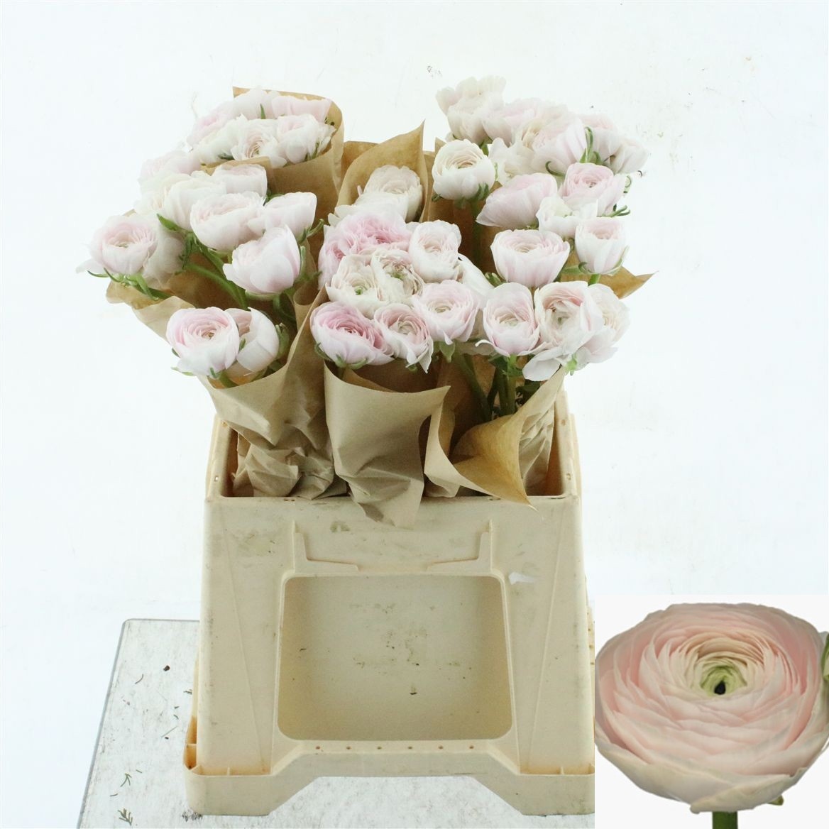 Ranunculus Success Hanoi 45cm