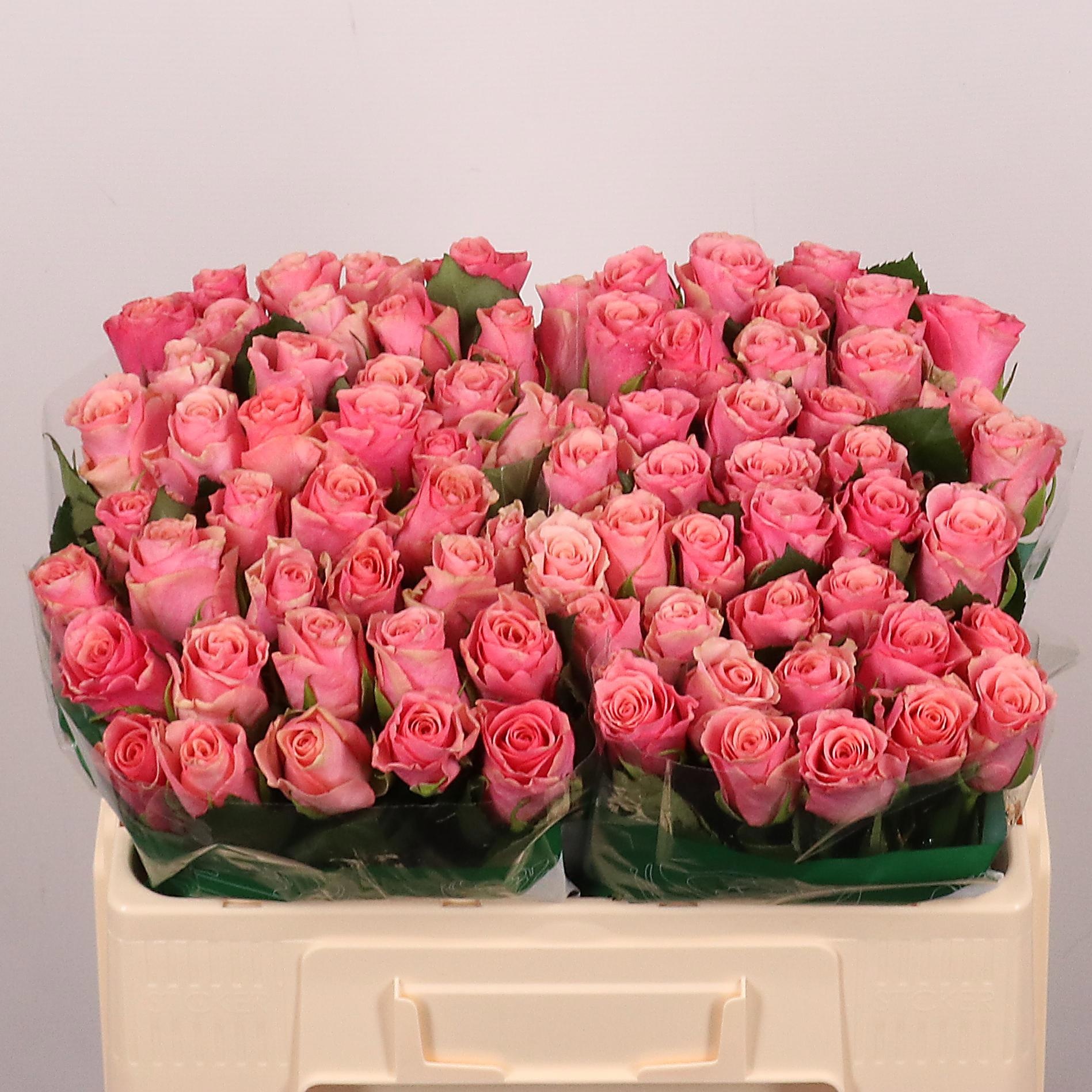 Rosa Light Pink Tacazzi 50cm