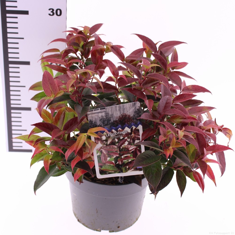 Picture of Leucothoe walteri Lovita P17 (2 Ltr)