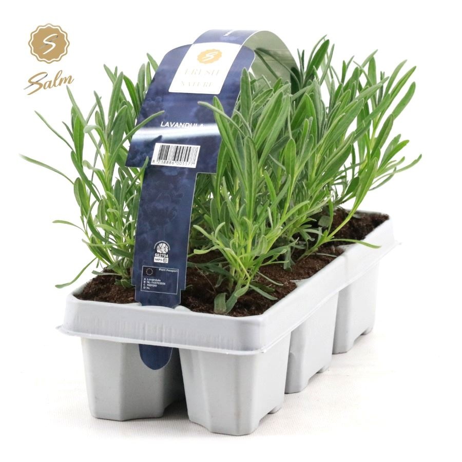 Picture of Lavandula ang. 'White' 6-Pack
