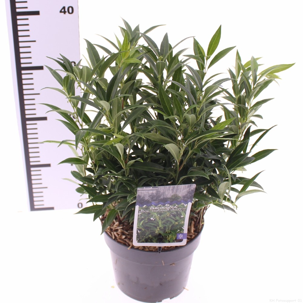 Picture of sarcococca 'Fragrant Valley' (Sarsid3) PBR