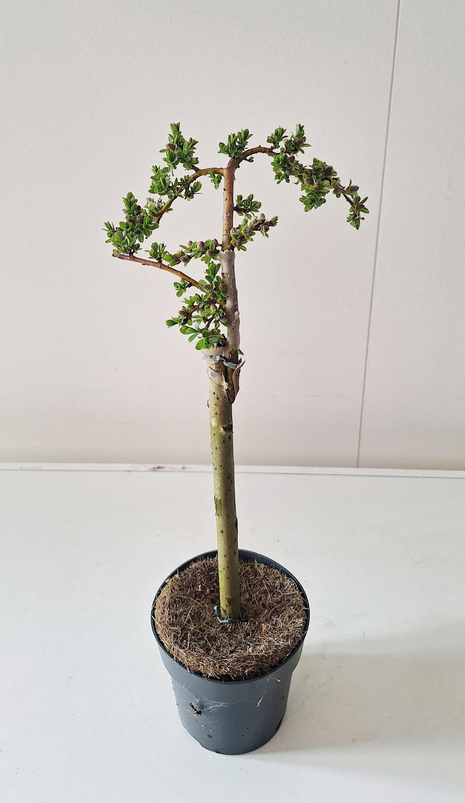 bonsai tageslichtlampe LED Baum Lampe | Jetzt erhellen mit stilvollem Bonsai Licht