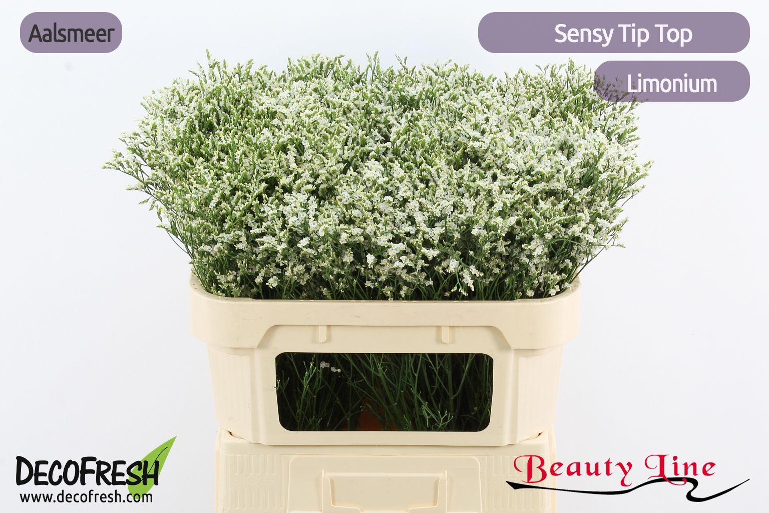Limonium Sin Tip Top 70cm 30gram