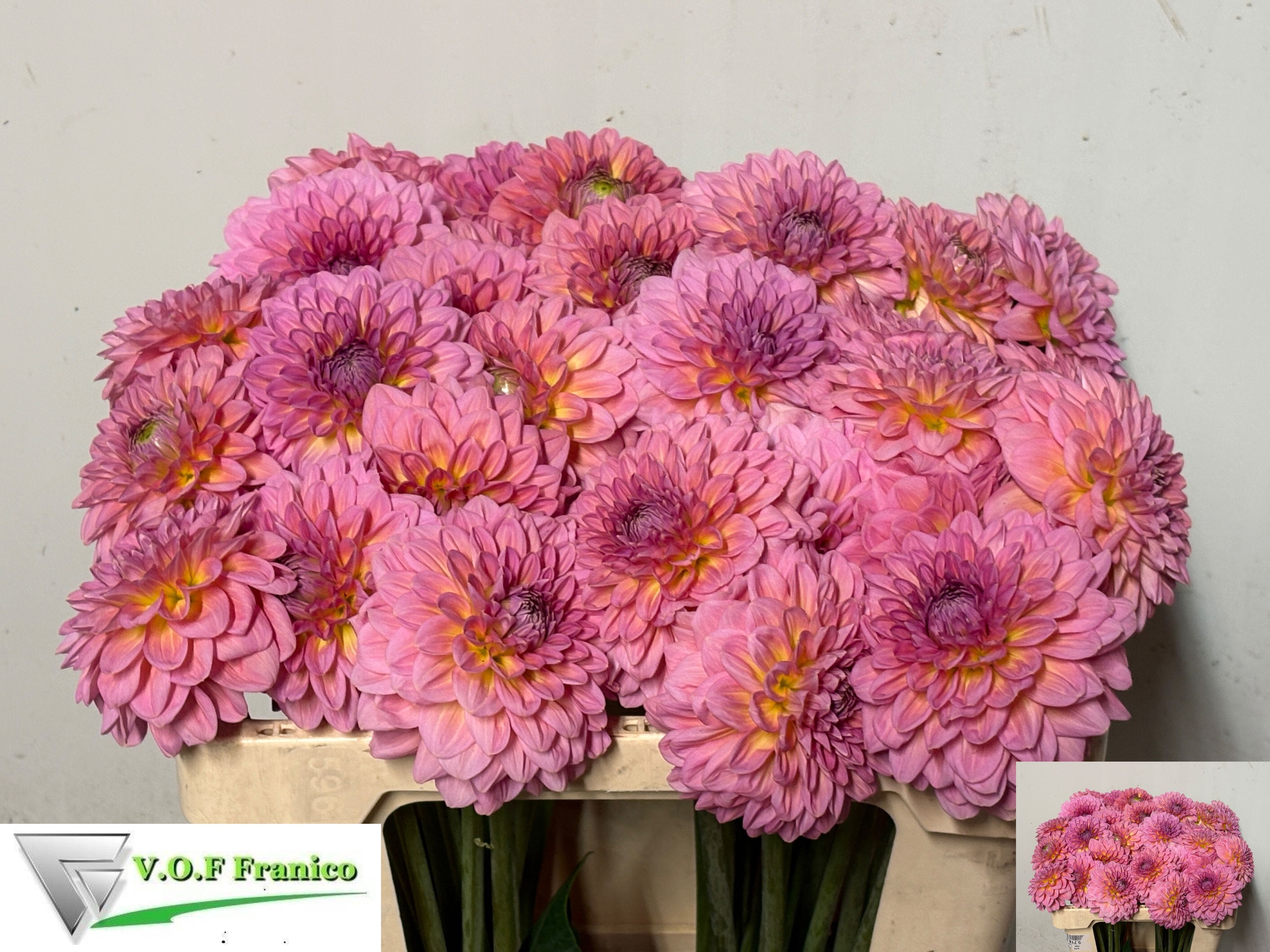 Dahlia Pink Runner 50cm