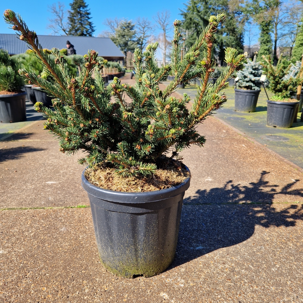 Picture of Picea pungens Luckey Strike C12 (LOOSE)