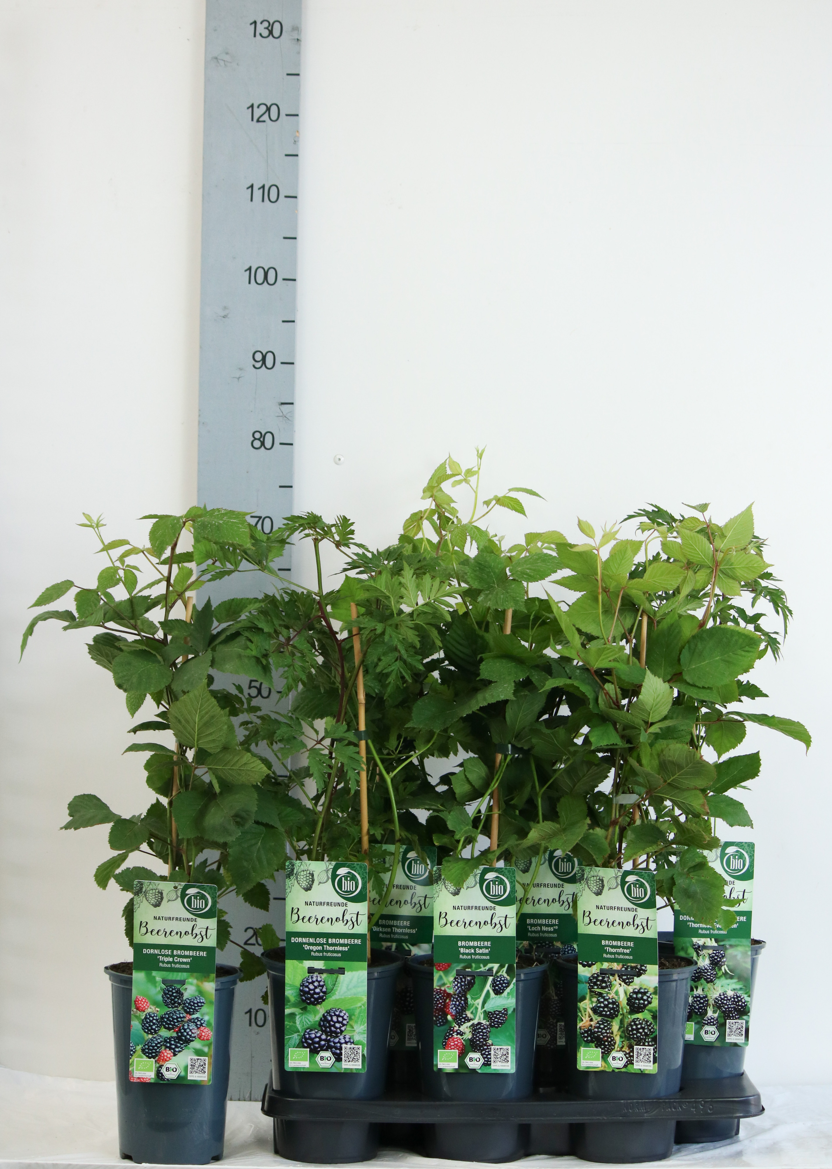 Rubus BIO Rubus fruticosus in varieties DE-ÖKO-006