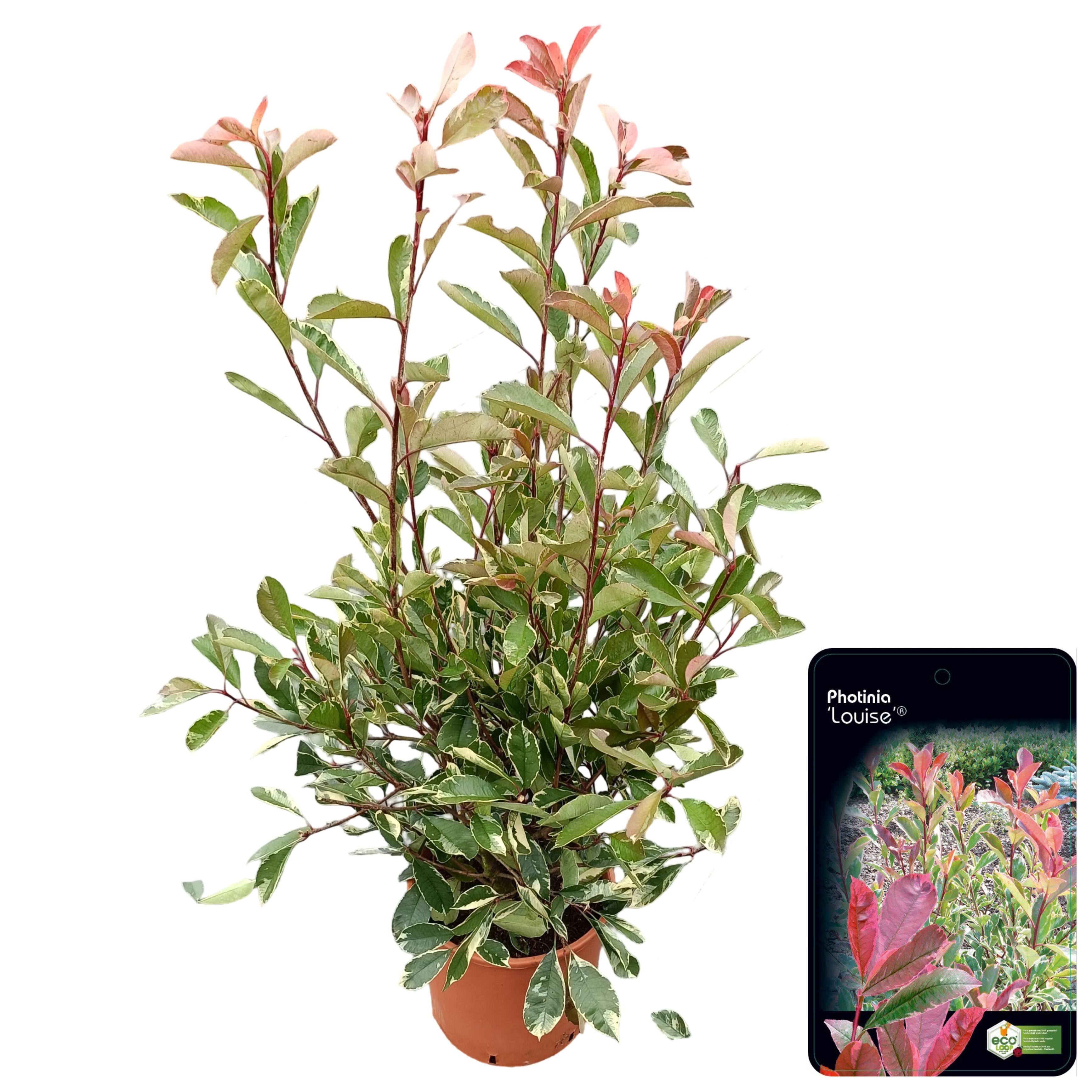 Picture of Photinia fraseri 'Louise'® C10