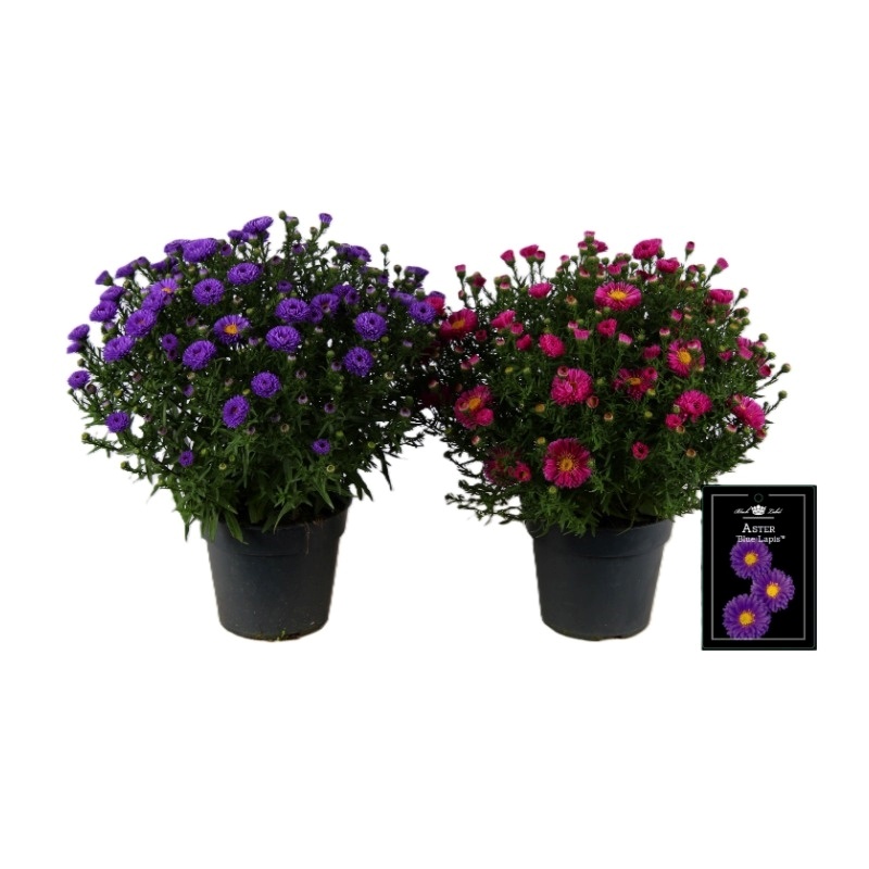 Aster mixlaag in tray