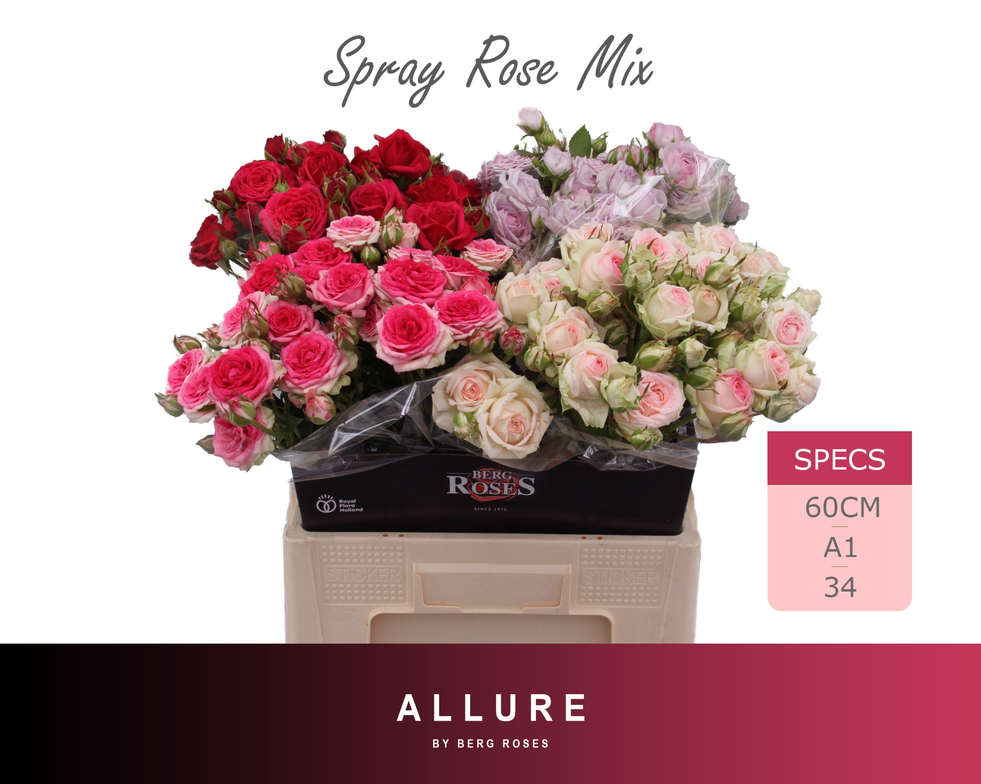 Rosa Spr 60cm