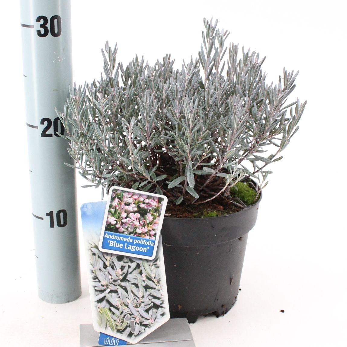 Picture of Andromeda polifolia 'Blue Lagoon'