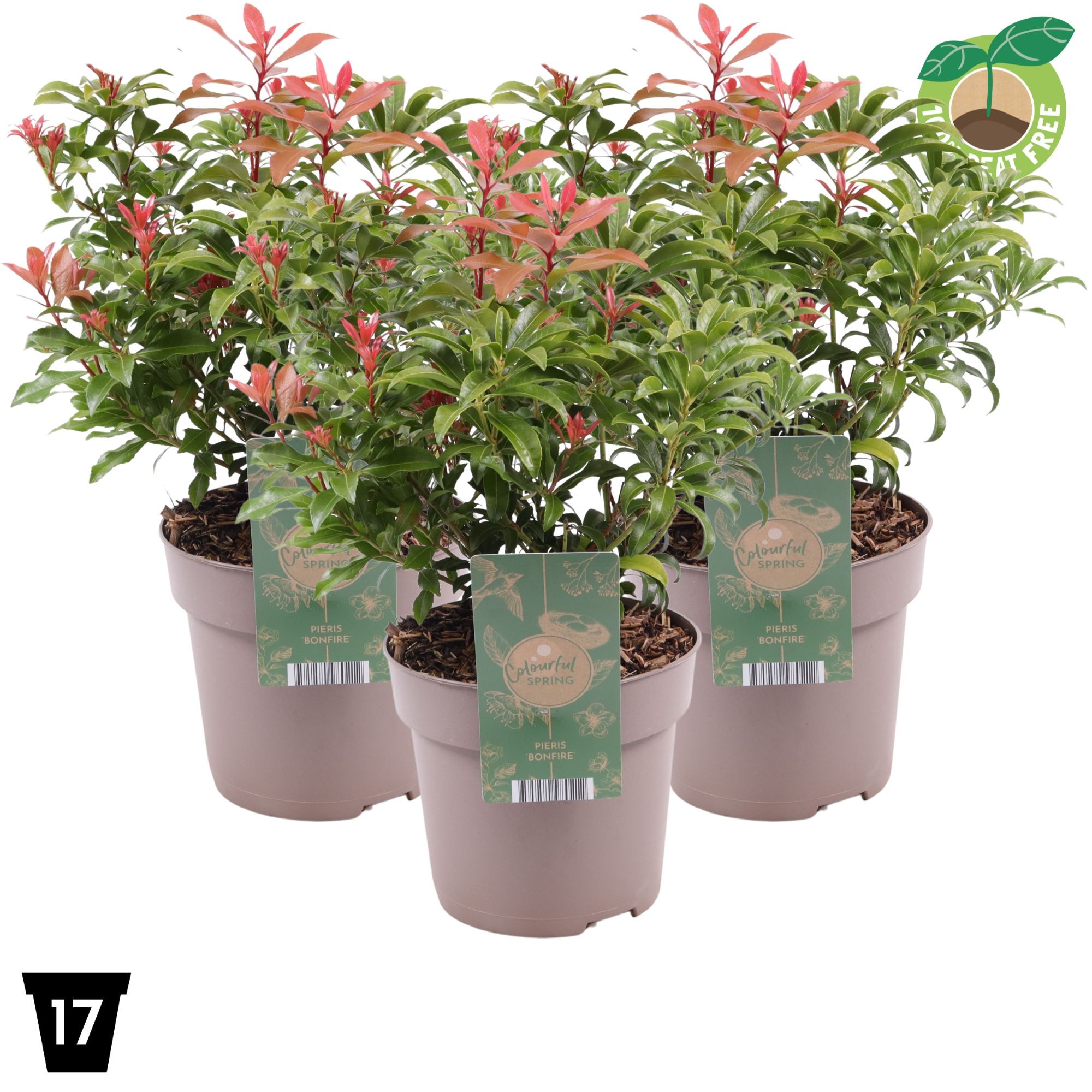 Pieris japonica 'Bonfire'