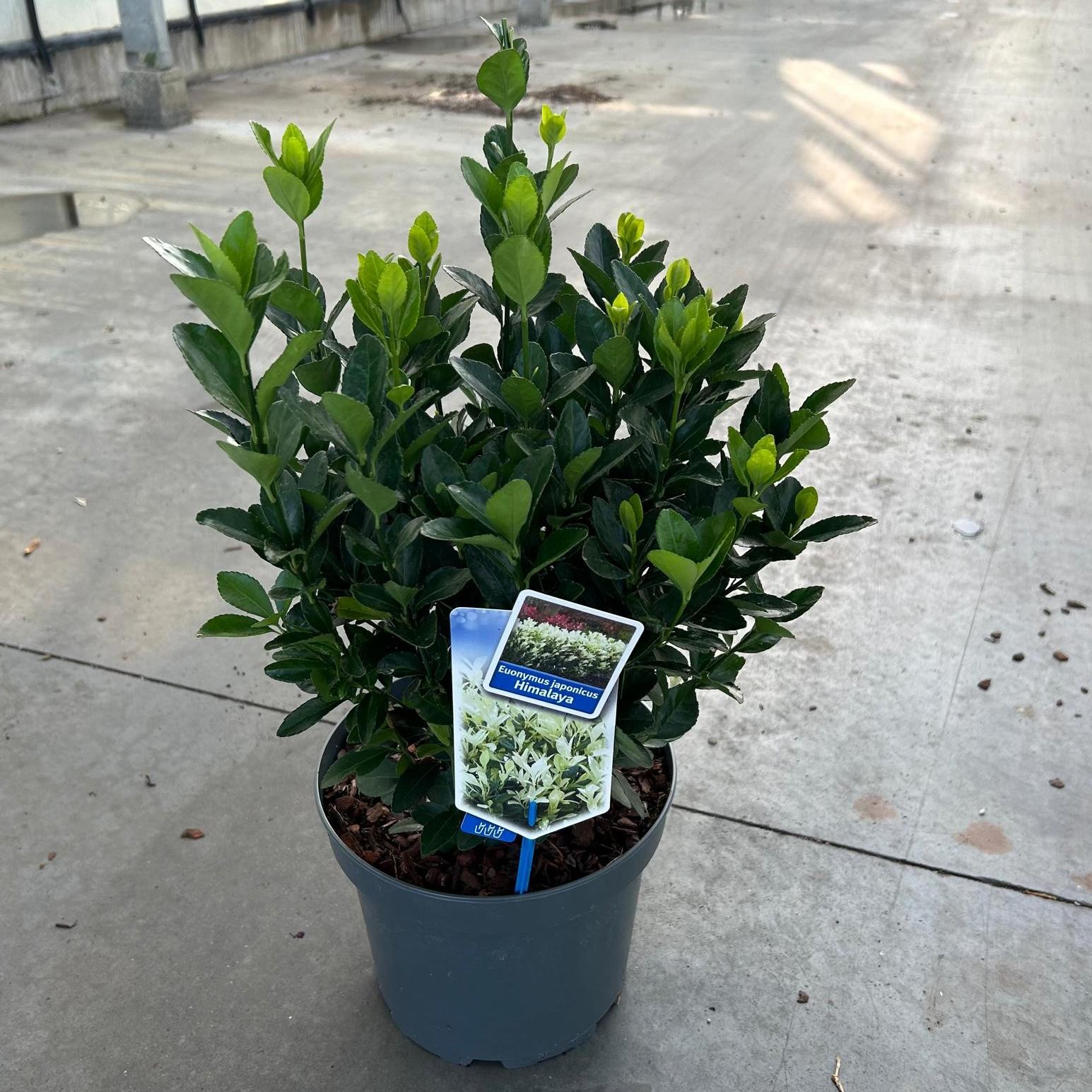 Picture of Euonymus jap. Himalaya P23 (5 Ltr)