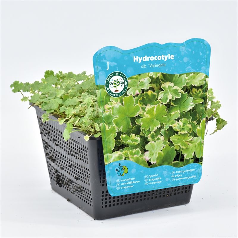 Hydrocotyle sib. "Var.' (18x18)
