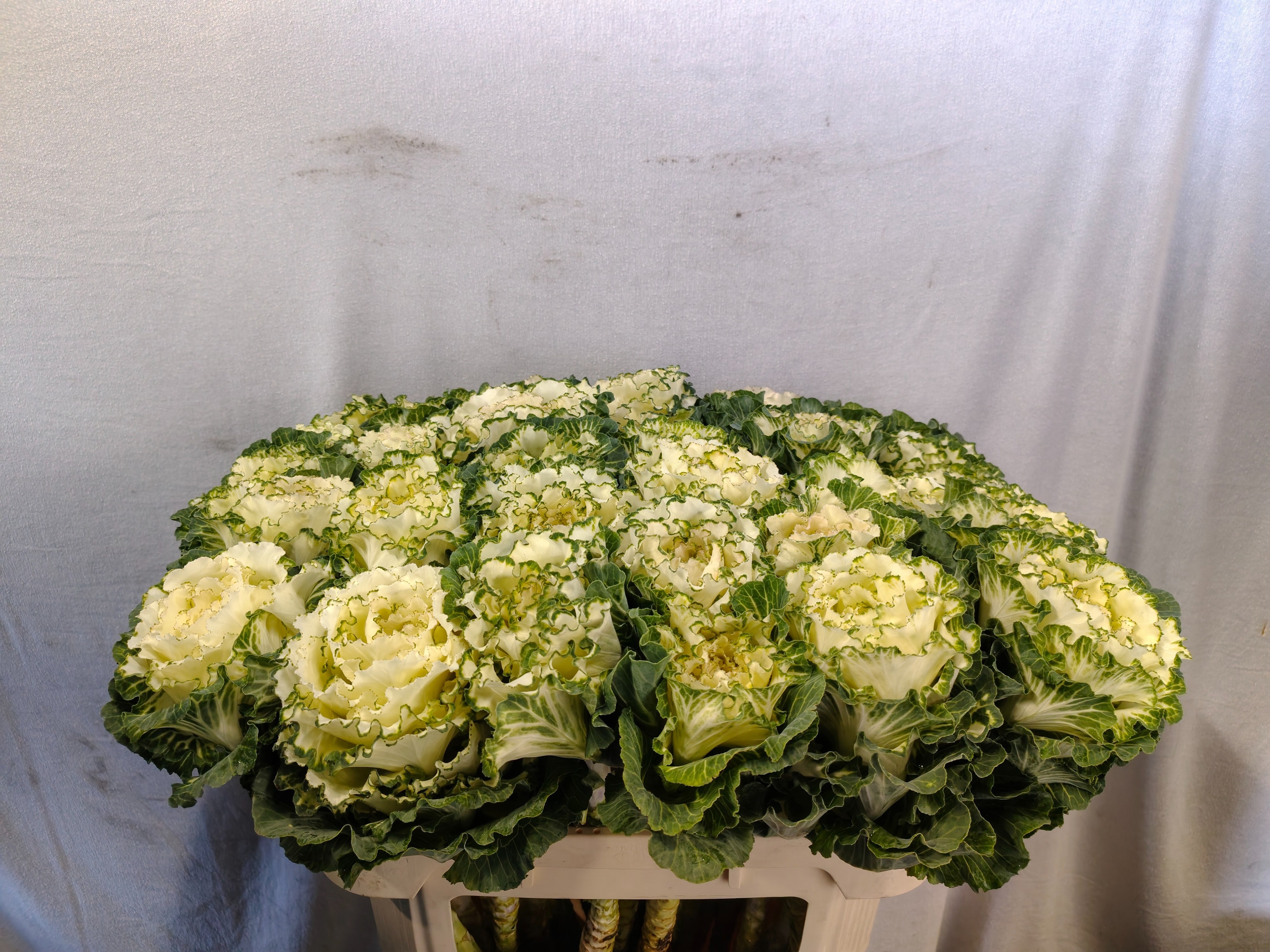 Brassica White Lady 70cm