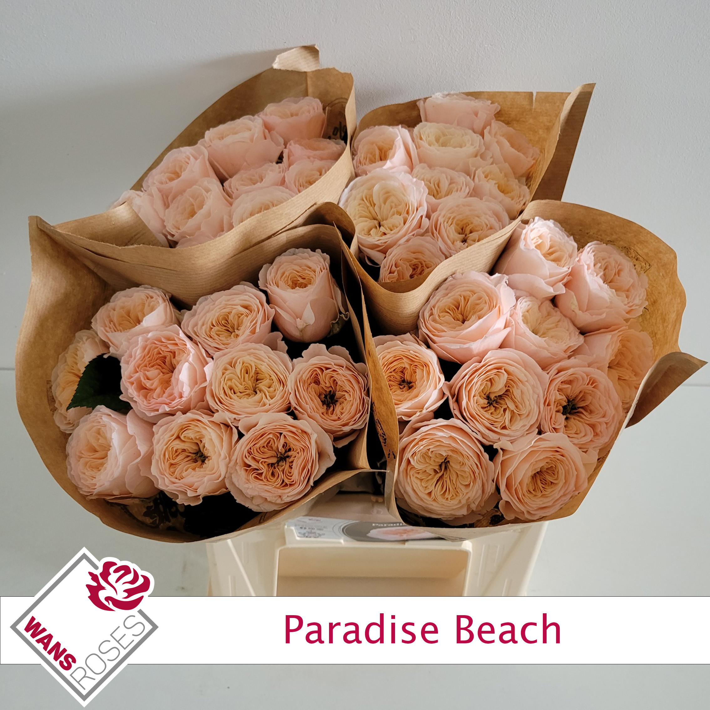 Rosa Garden Paradise Beach 40cm
