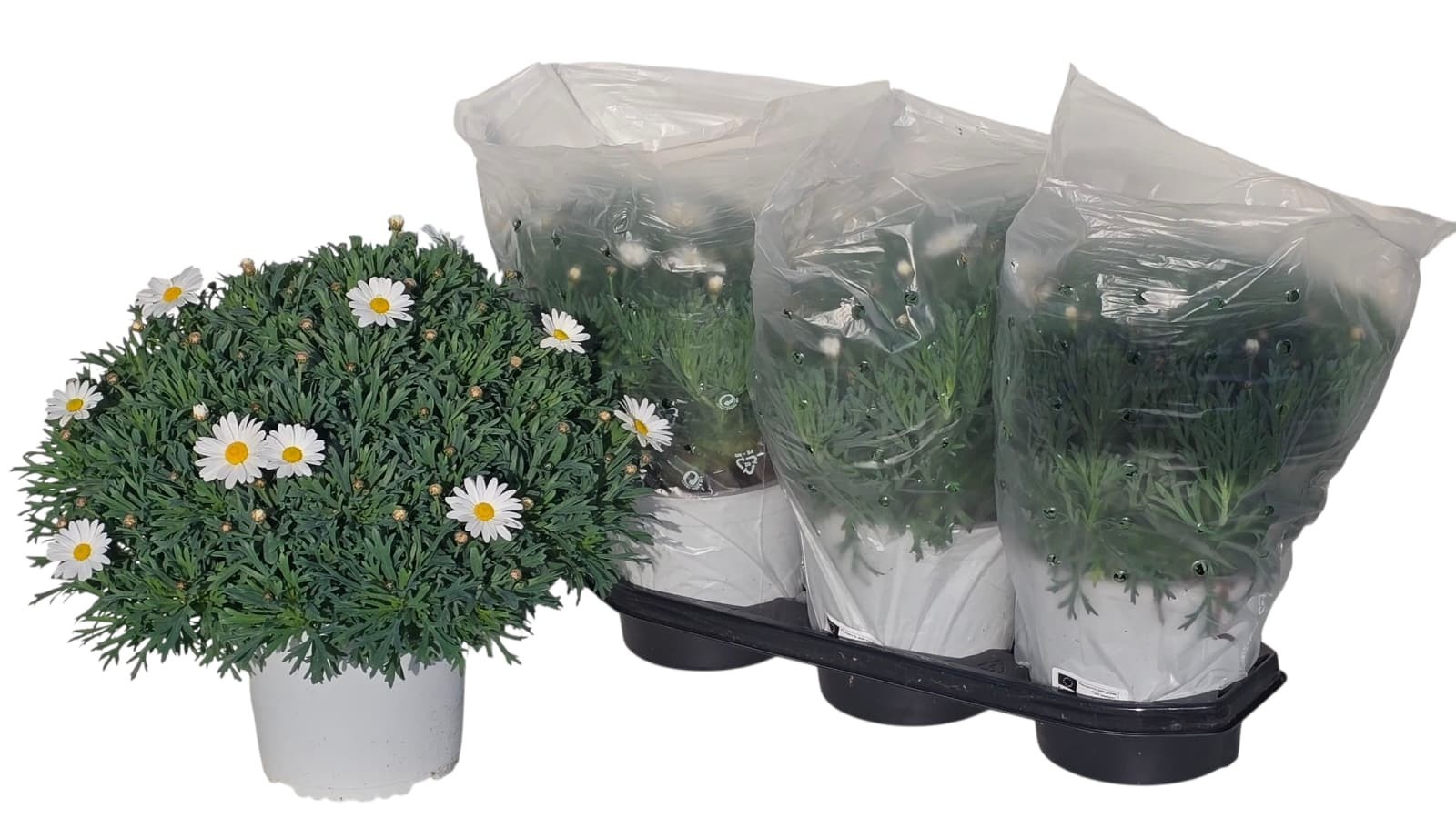 Argyranthemum frutescens 'Stella 2000' - Struikmargriet