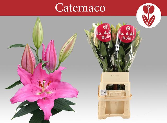 Lilium Or Catemaco 110cm 5/7bl