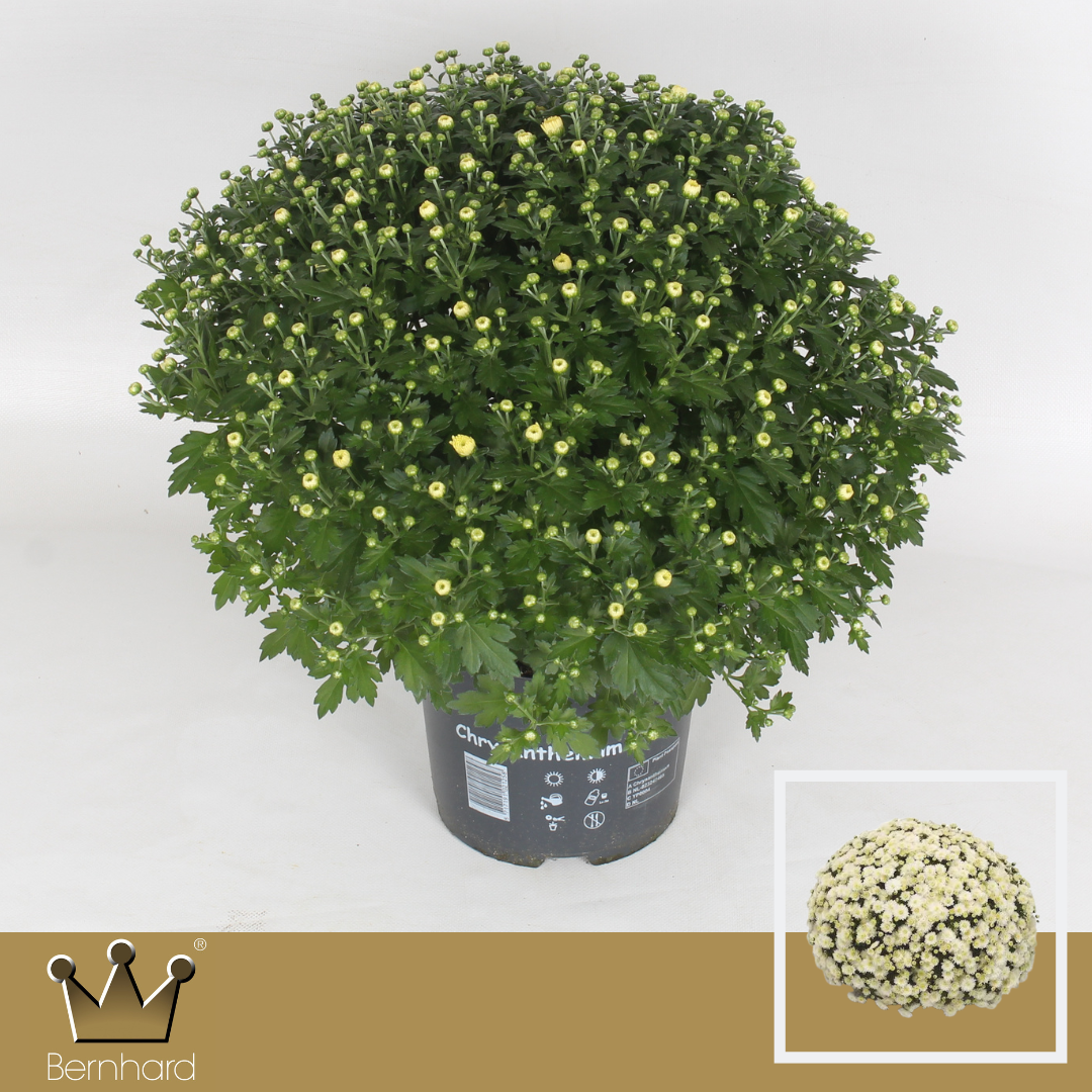Chrysanthemum (Indicum Grp) 'Jasoda White'