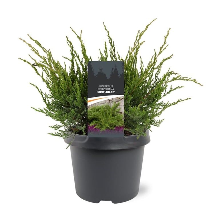avocado pot plant Avocado Tree Bundle with Planter | 3 Gallon | Isabella main image 0