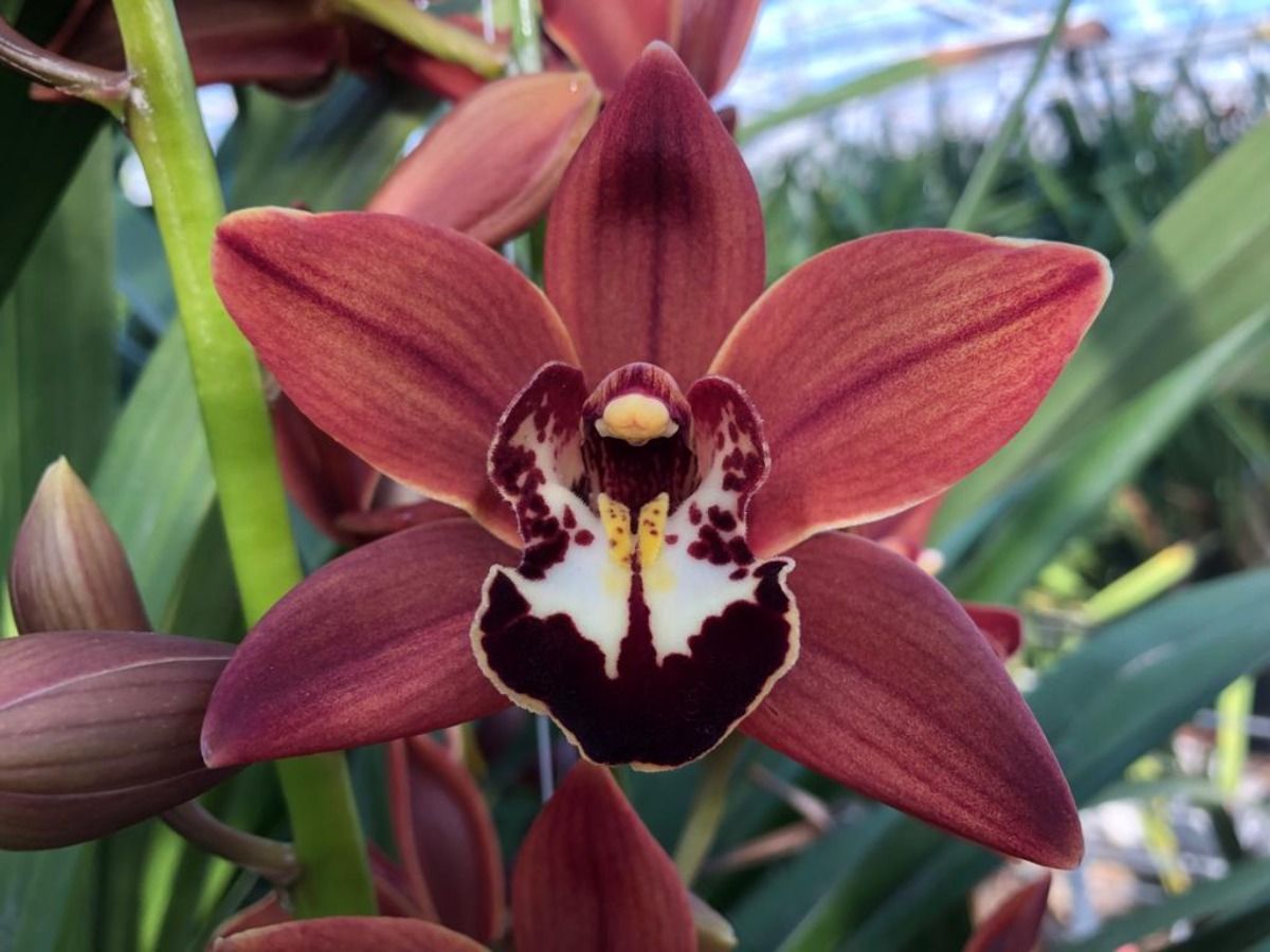 Cymb Mi Brownie