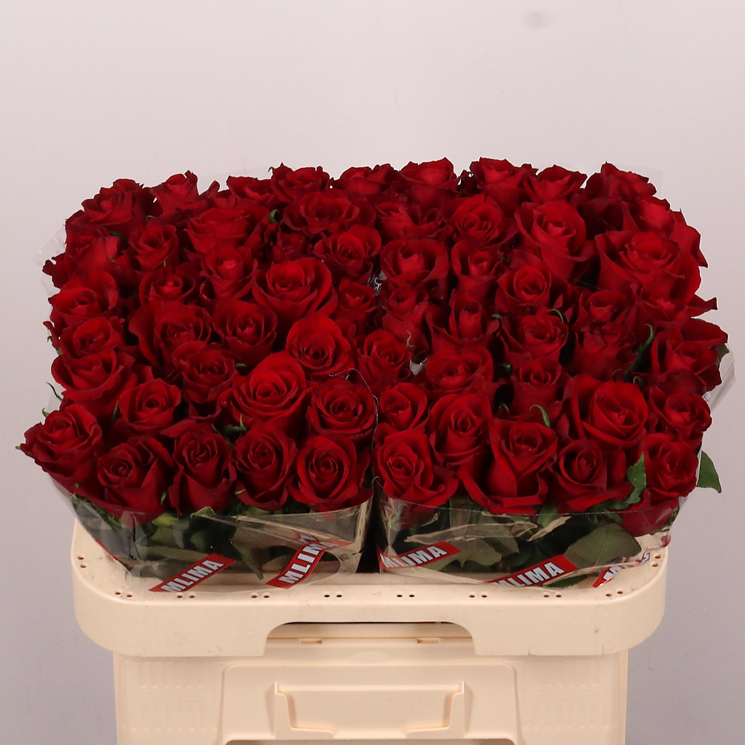 Rosa Ever Red 60cm