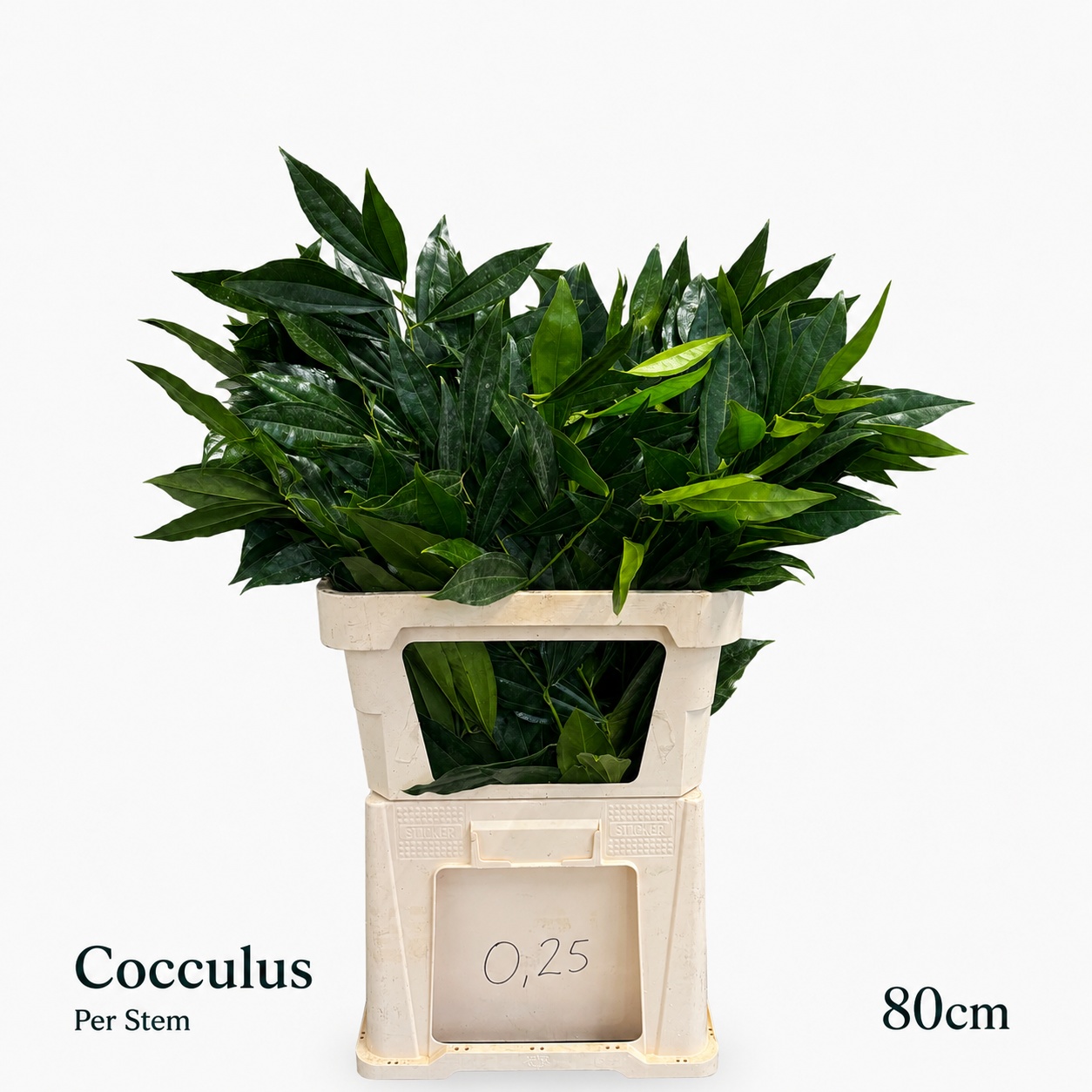 Cocculus Laurifolius