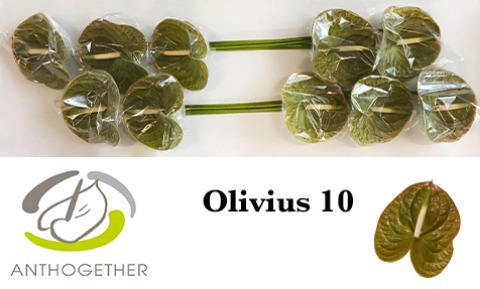Anth A Olivius