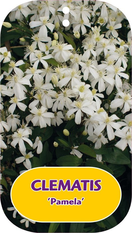 Clematis 'Pamela'