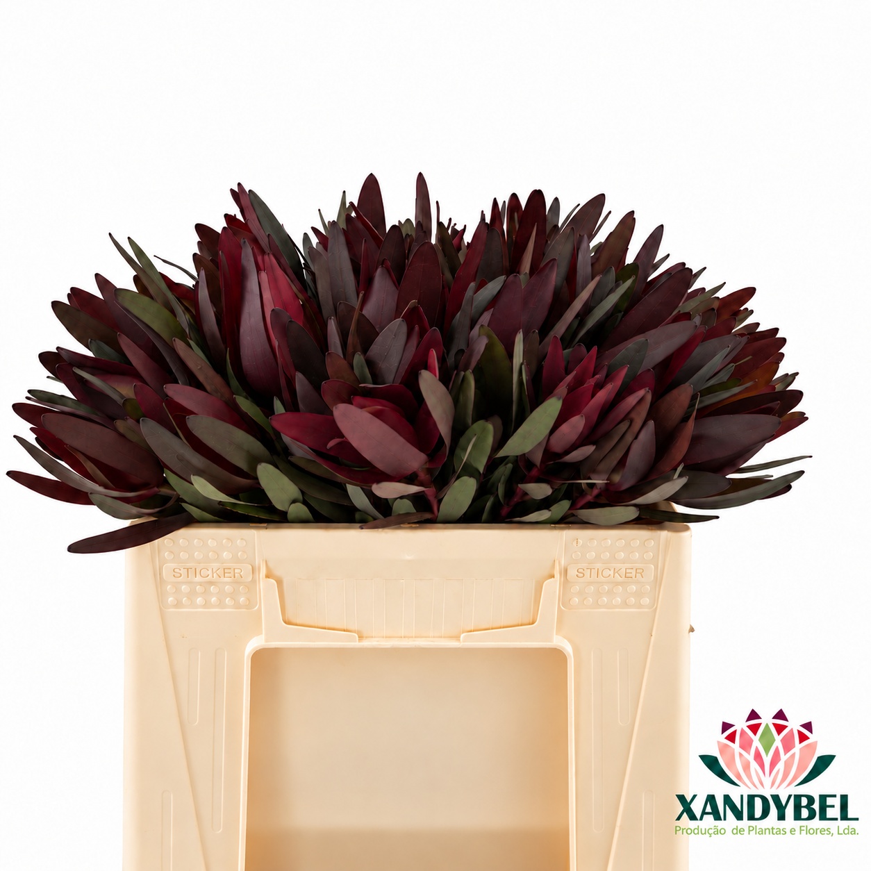 Leucadendron Safari Sunset 40cm