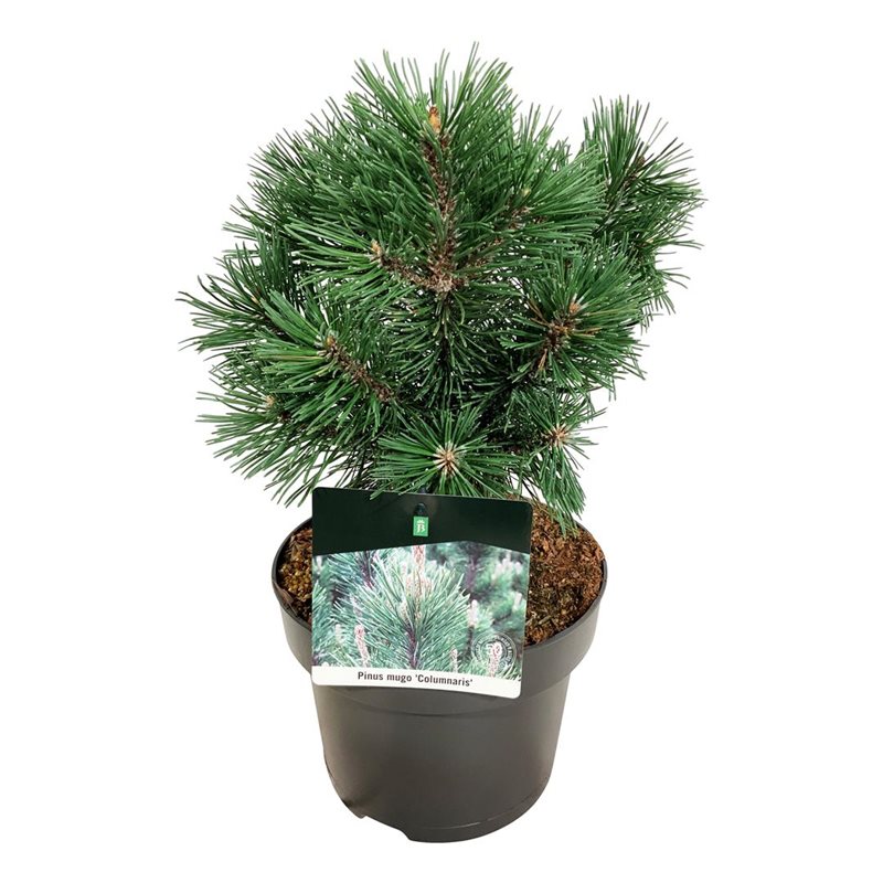 Picture of Pinus mugo 'Columnaris'