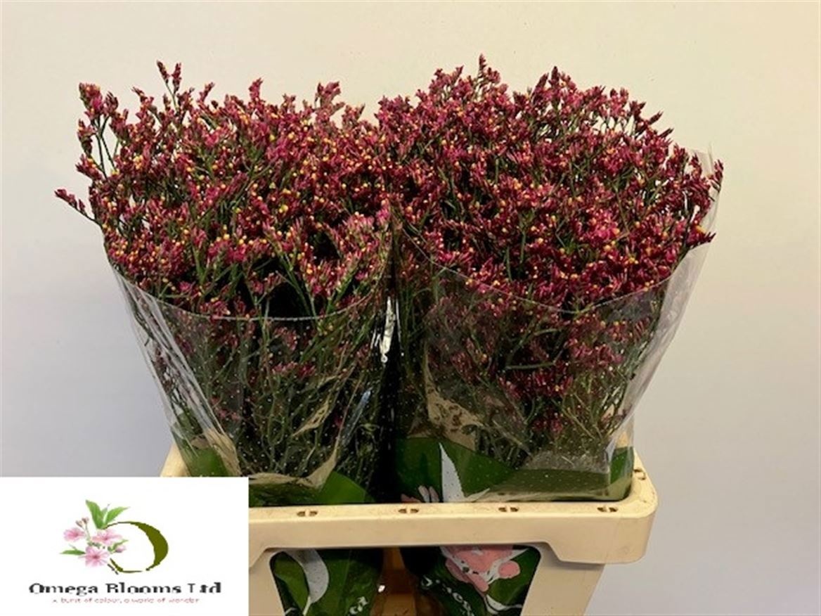 Limonium Sin Scarlett Diamond 60cm 20gram