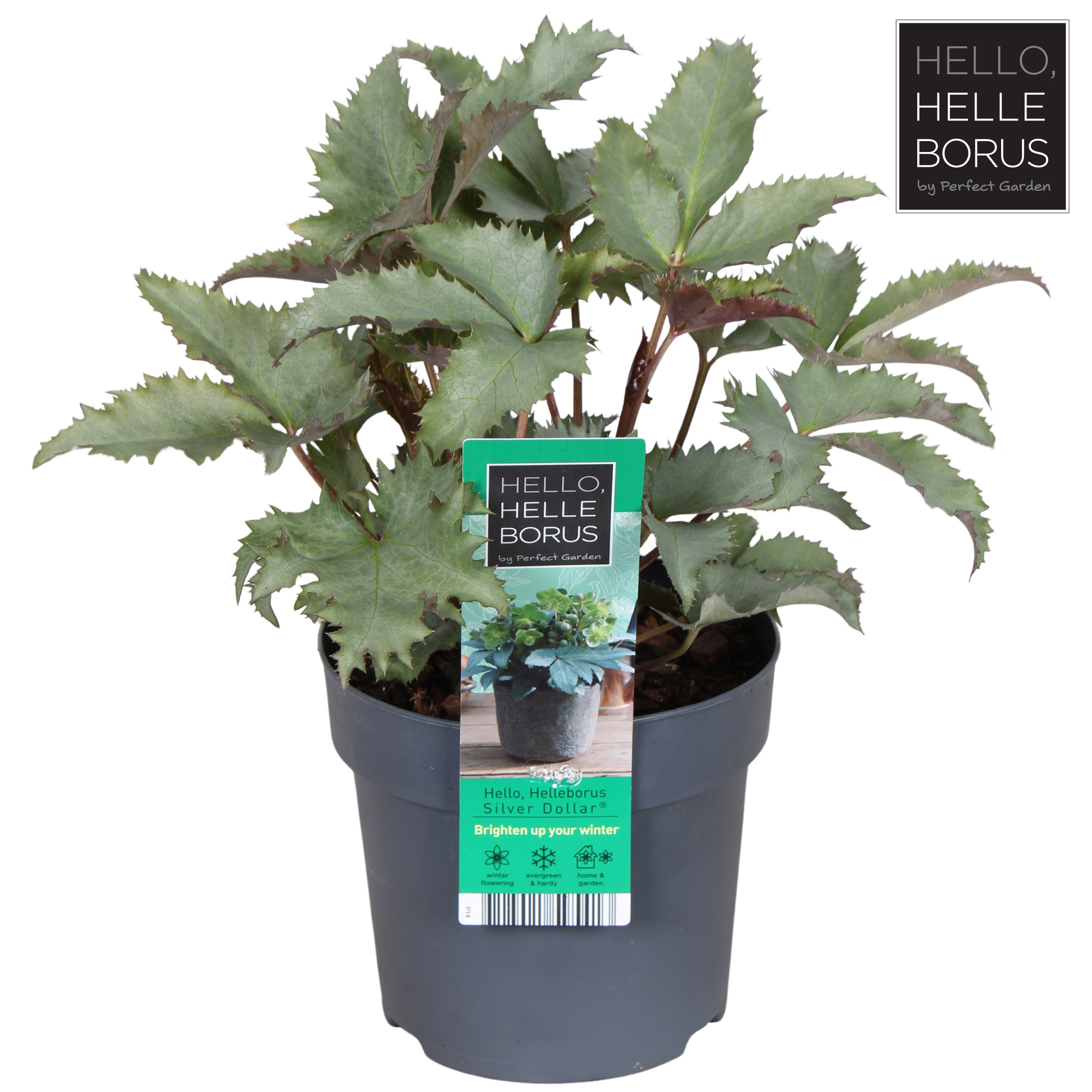 Helleborus 'Silver Dollar'