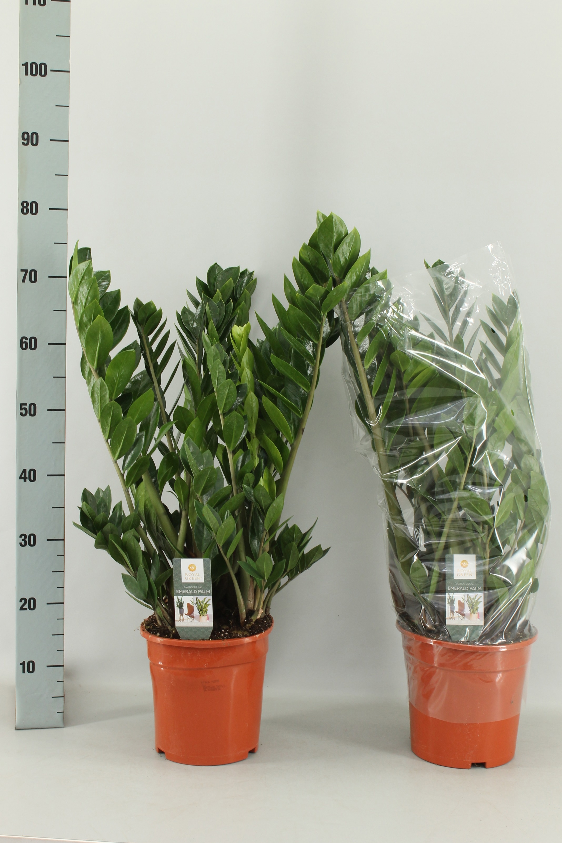 Zamioculcas Zamiifol 21Ø 75cm