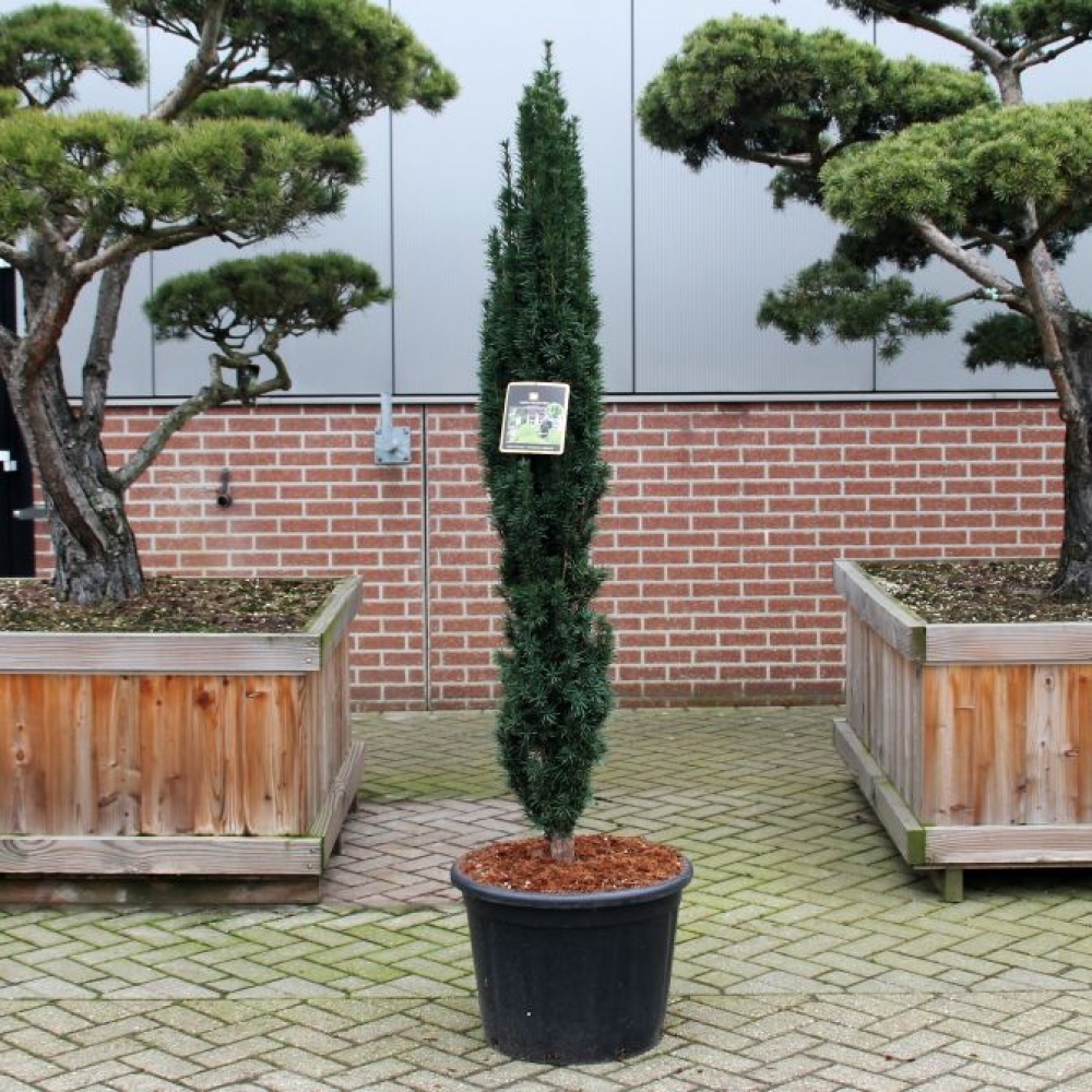 Picture of Taxus baccata Fast. Robusta C65 170/180 (LOOSE)