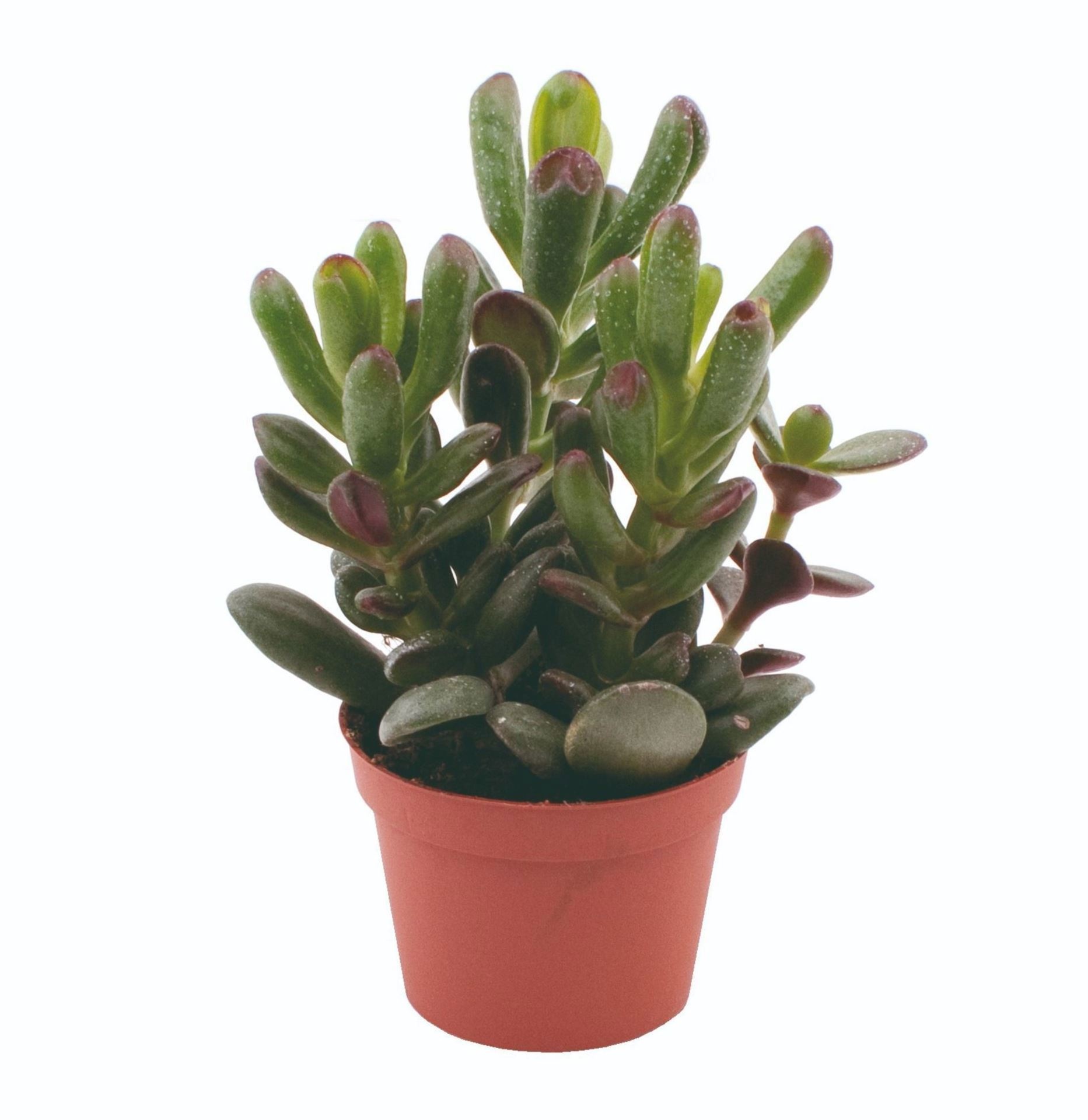 Crassula ovata 'Gandalf'