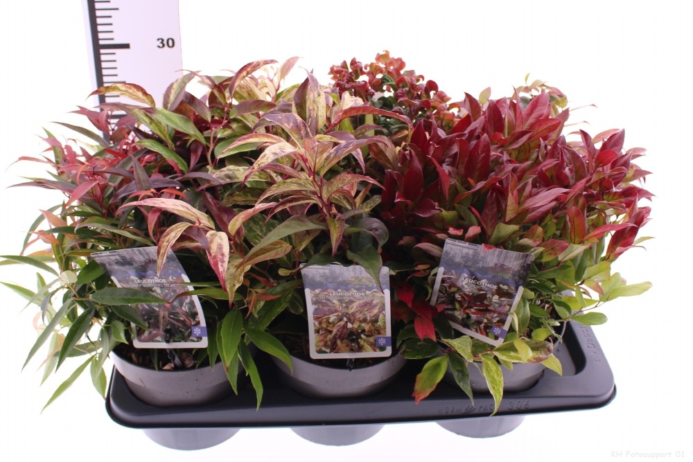 Picture of Leucothoe mix exclusief P17 (2 Ltr)