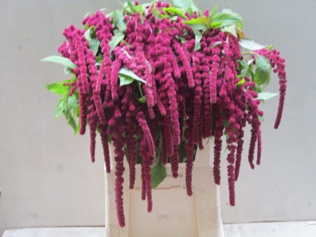 Amaranthus Hang Rosary 80cm