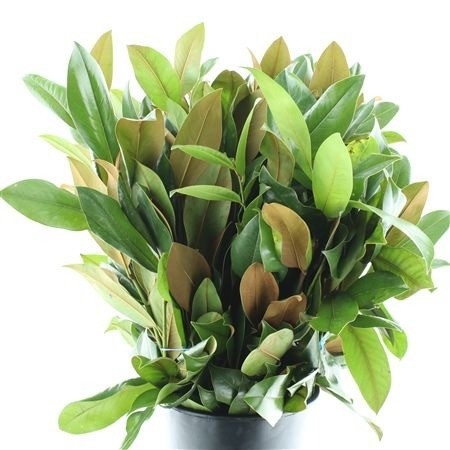 Magnolia Grandifl Bs