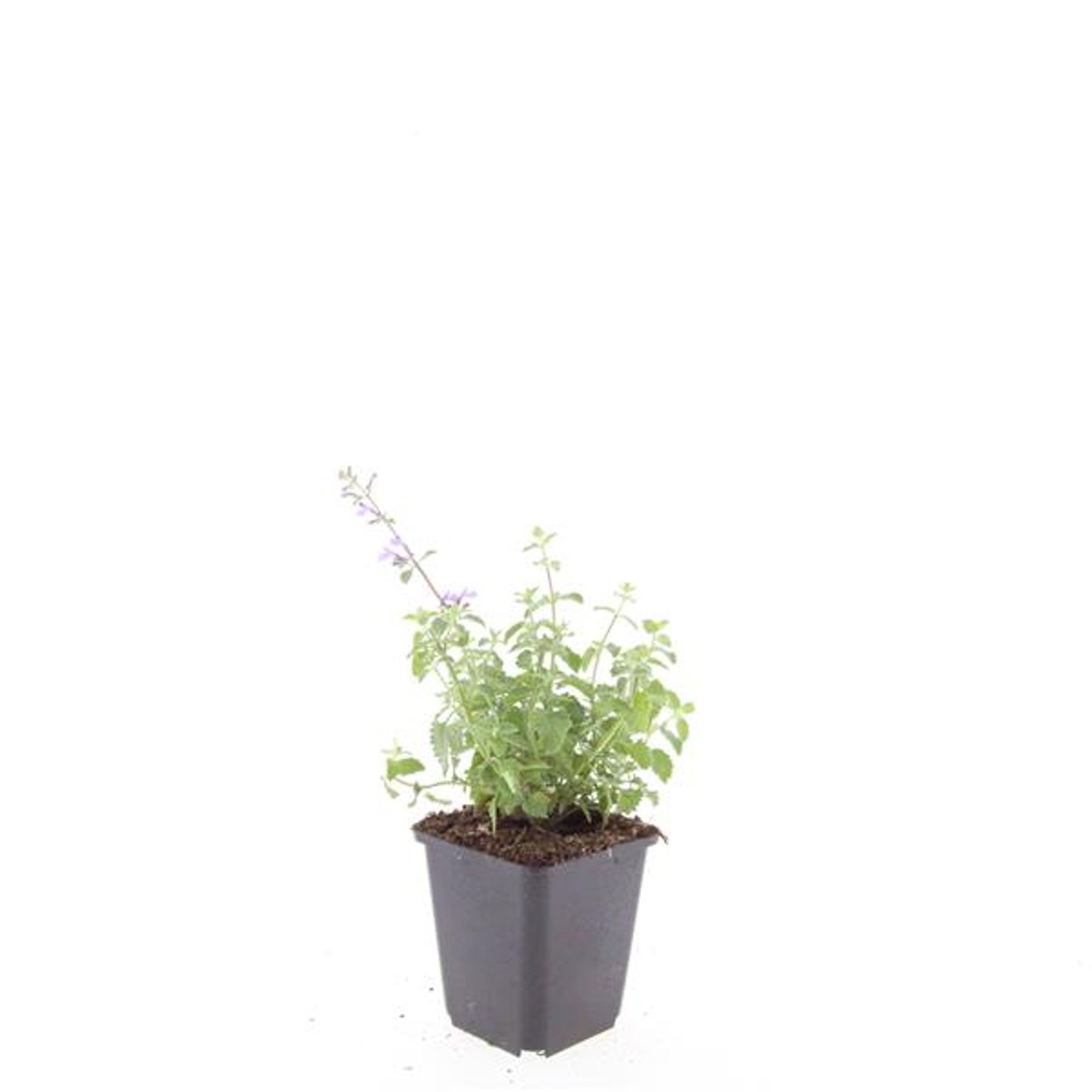 Nepeta (F) 'Grol'