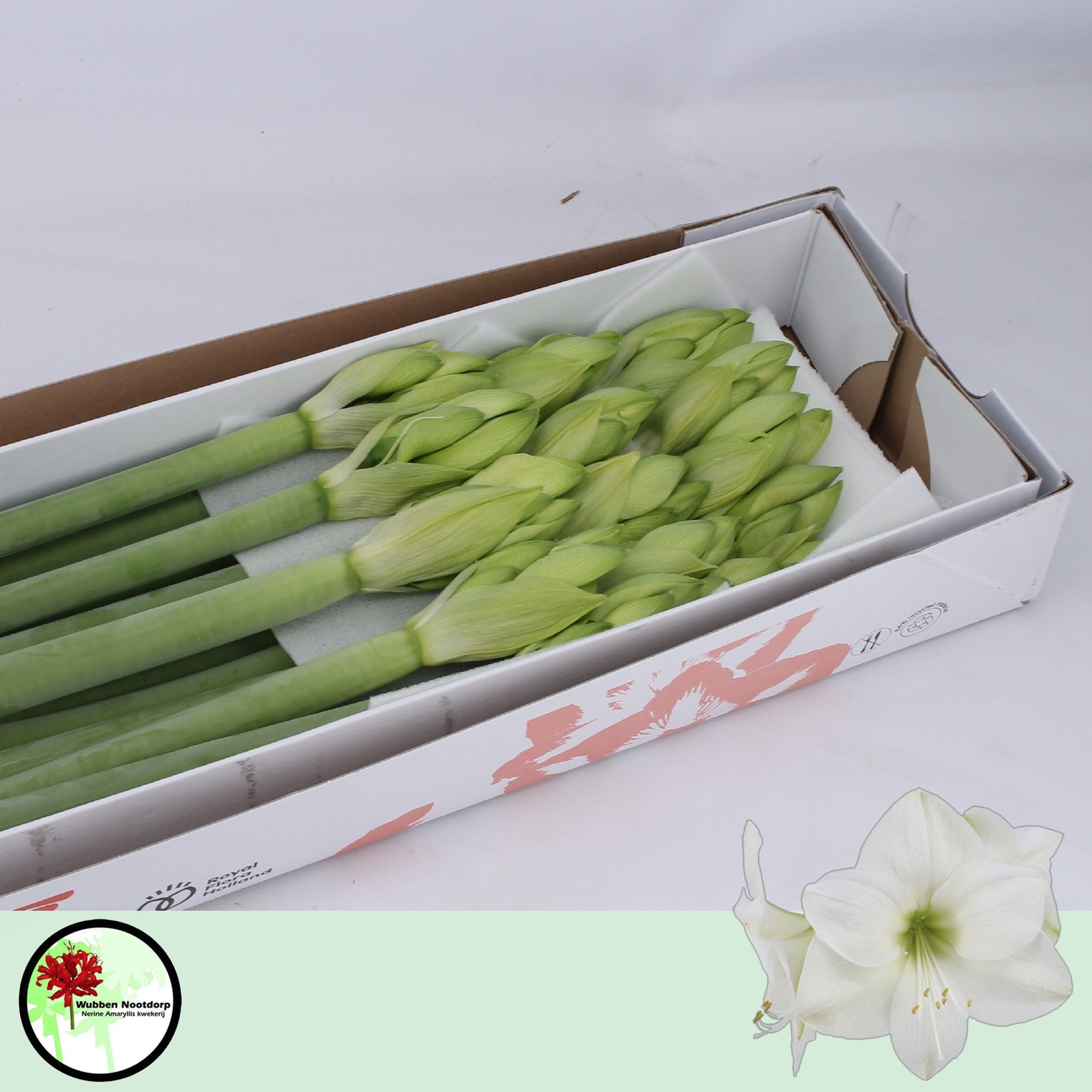 Hippeastrum Casa Blanca 4bl