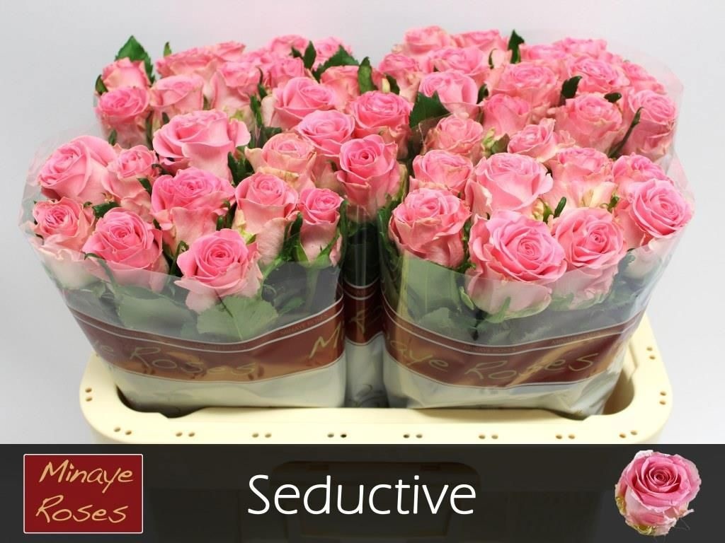R Gr Seductive@