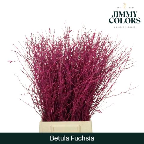 Betula L70 Fuchsia