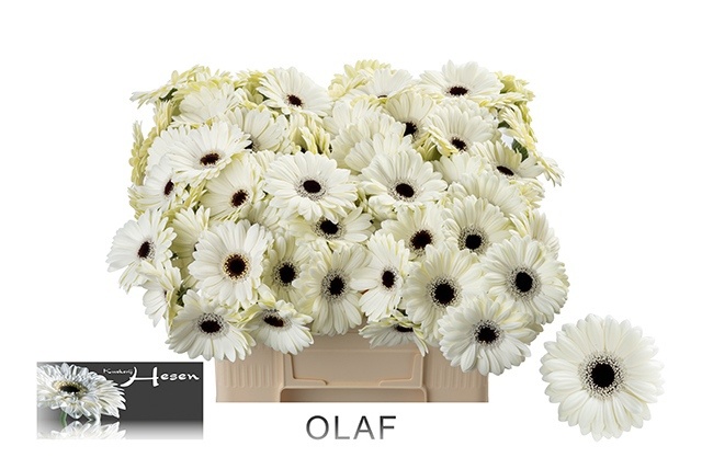 Germini Olaf 50cm 7Ø