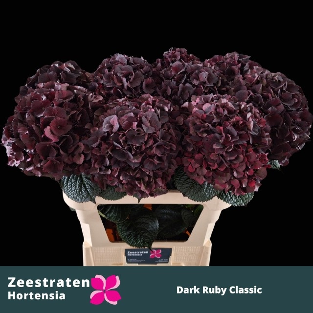 Hydrangea Dark Ruby Classic 60cm 20Ø